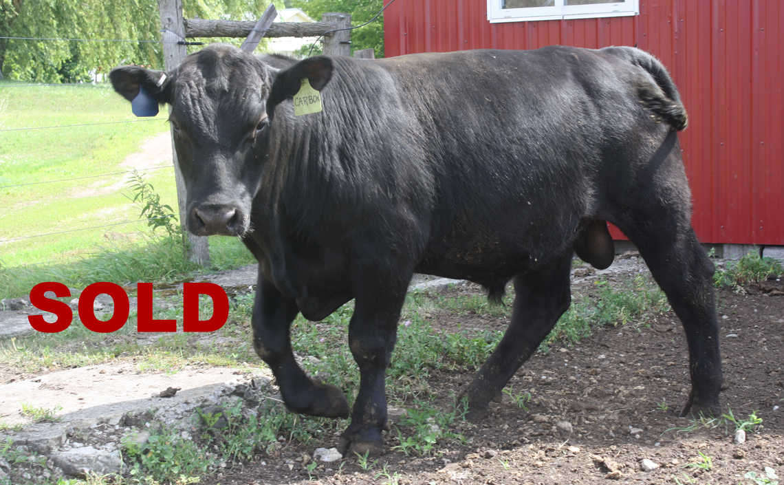 Black Angus Registered Top Rated Stud Bull - Carbon